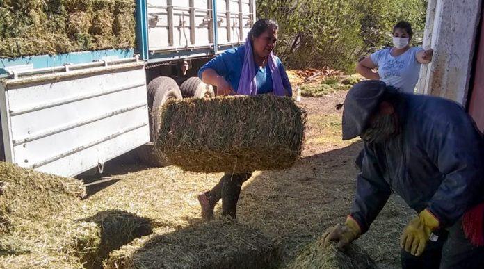 producción-forrajera-local