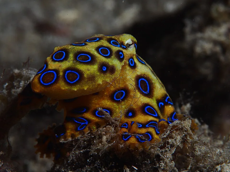 960px-Greater_blue-ringed_octopus_Hapalochlaena_lunulata_16219454856