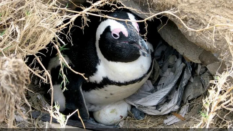 los-pinguinos-no-vuelan-y-sus-huevos-son-asimetricos