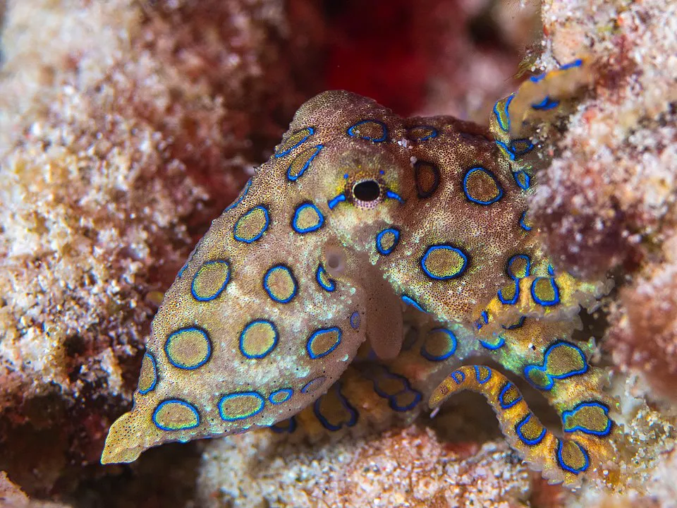 960px-Greater_blue-ringed_octopus_Hapalochlaena_lunulata_48272090161