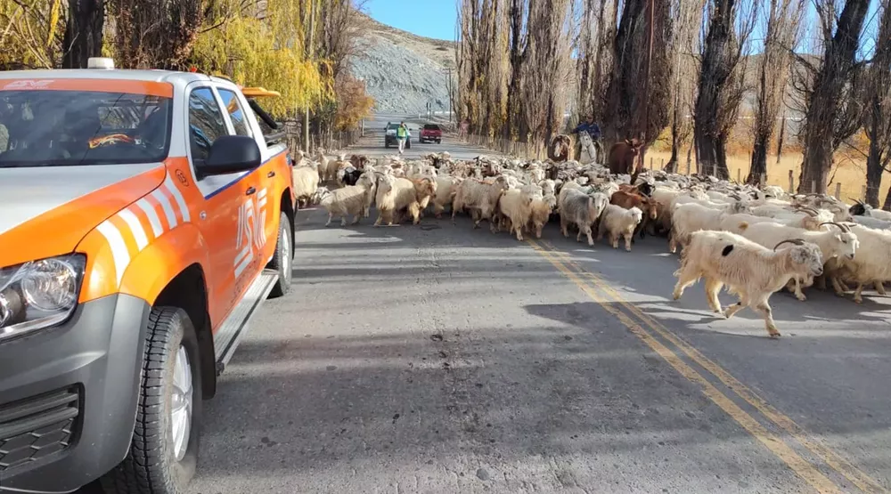 Operativo-Trashumancia-22-Camioneta