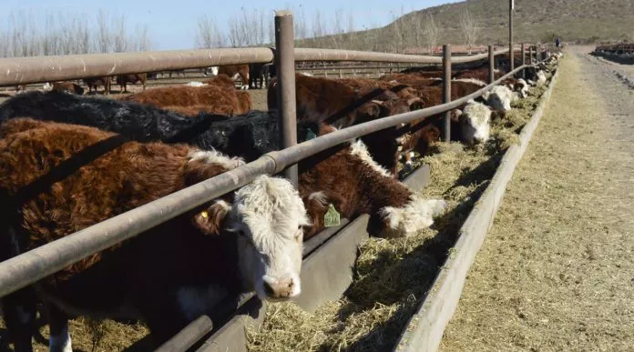 WEB-acciones-conjuntas-con-Añelo-y-Los-Chihuidos-12-696x387