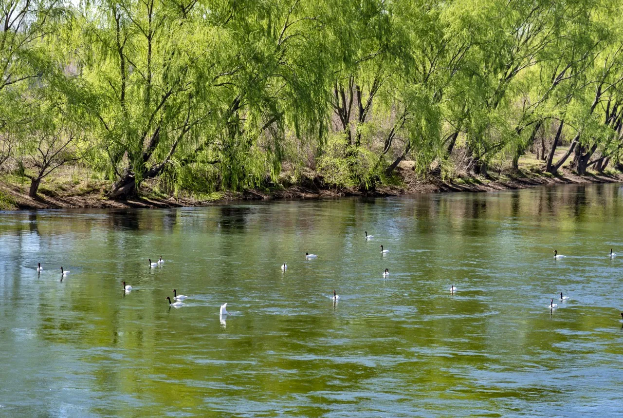 Mirador Los Cisnes 2