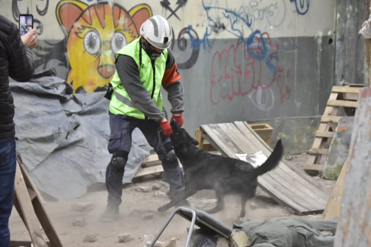 Perros Municipalidad 2