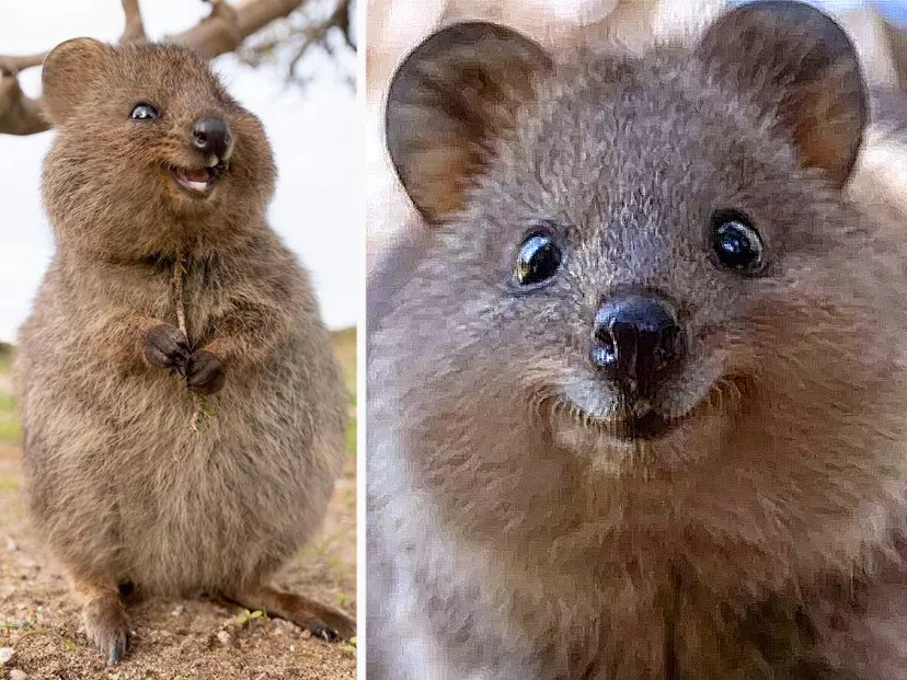 Quokka-sonriente-1