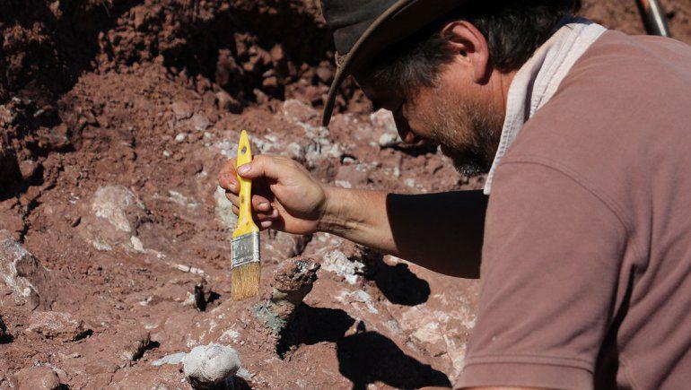 hallazgo-dinosaurio-gigante-neuquen-2012-2jpg