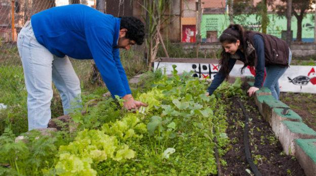 Huerta-urbana-624x349