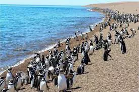 Pinguinos