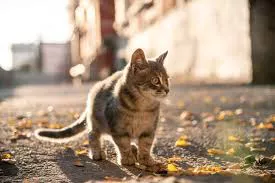 Gato perdido 2