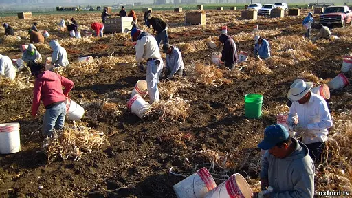 110621193927_usa_farm_workers_512x288_oxfordtv.jpg