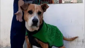 teo_perro_rescatado-300x169.jpg
