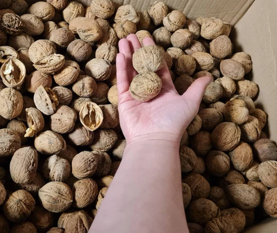 il_570xN.4285912236_l8iv