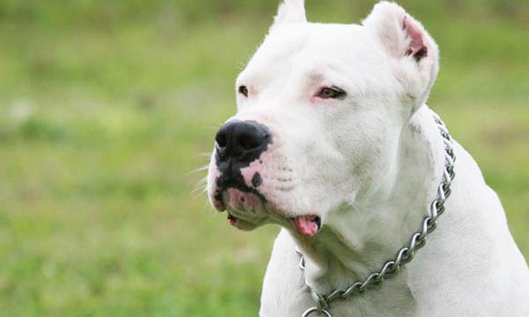 dogo