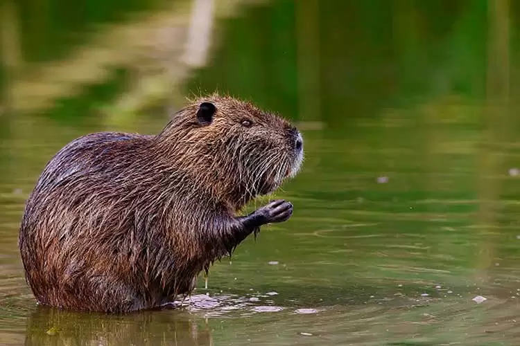 Coipo-Myocastor-coypus