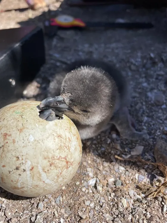 pinguinos-de-magallanes-3