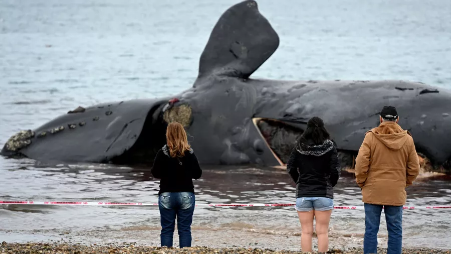 Ballena franca 3