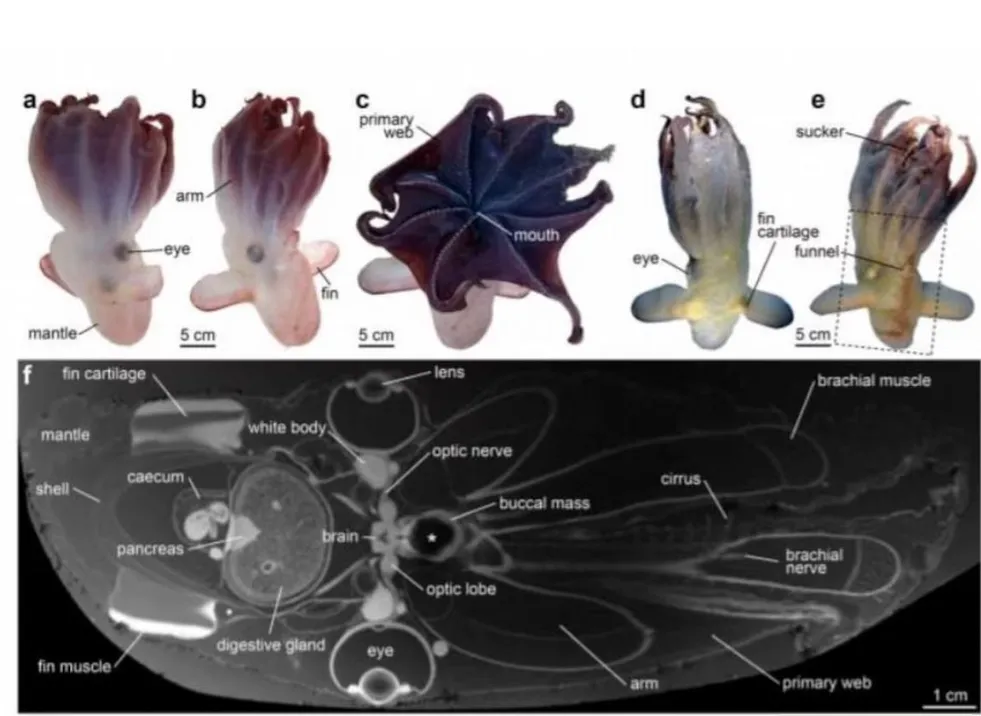 Opera Captura de pantalla_2025-08-06_212235_www.cadena3.com