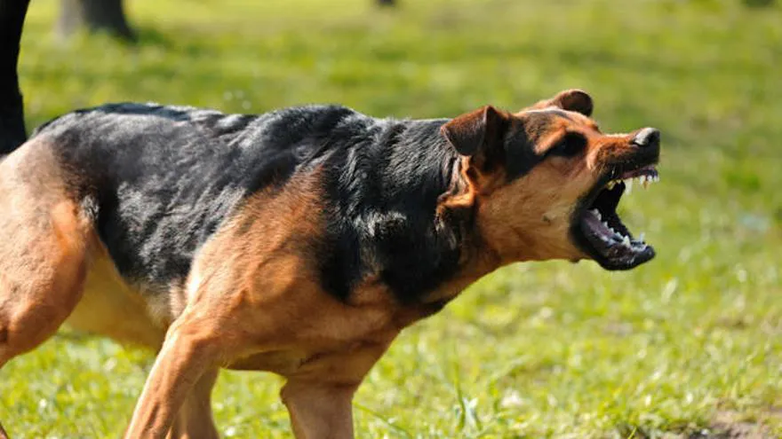 Perro malo