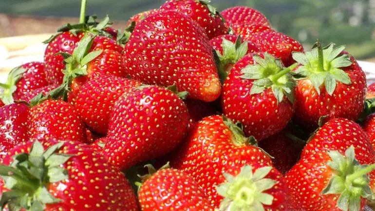 frutilla