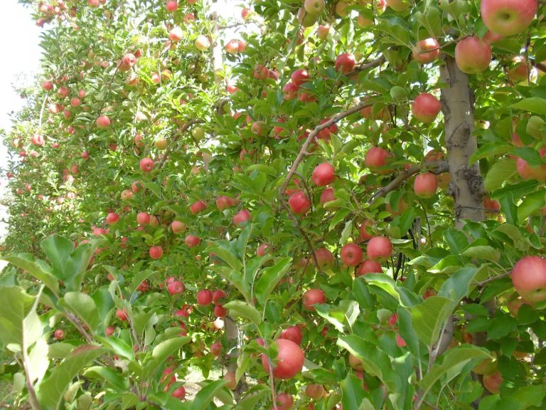 Manzana-2-768x576