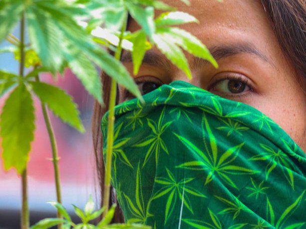 Marijuana México
