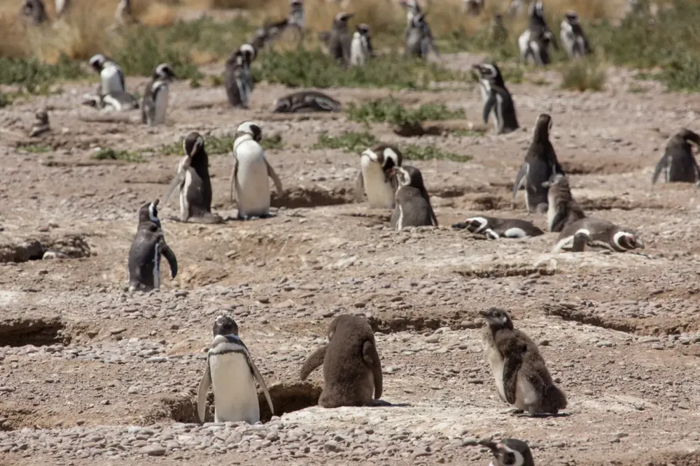 pinguinos-de-magallanes-4