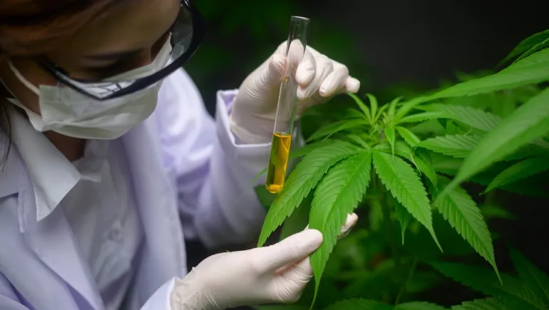 cannabis-medicinal-1jpg