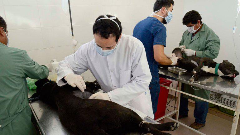 Castración y esterilización municipalidad