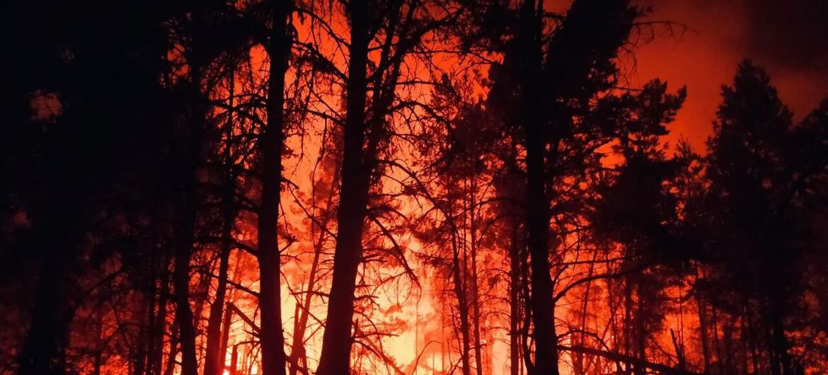 bosque en llamas
