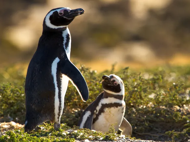 pinguinos