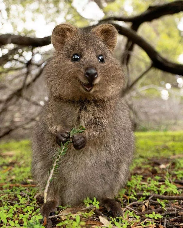 Quokka-sonriente-2