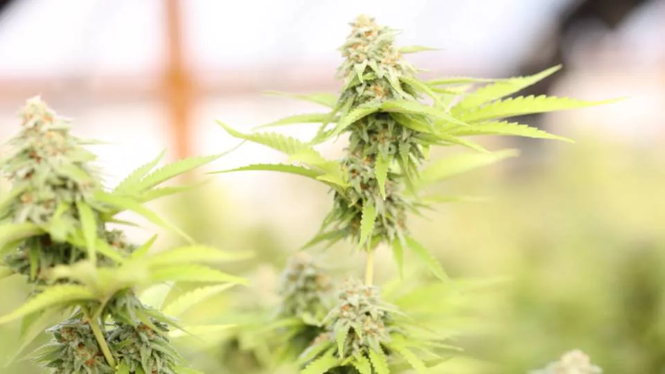 Marihuana -oregon