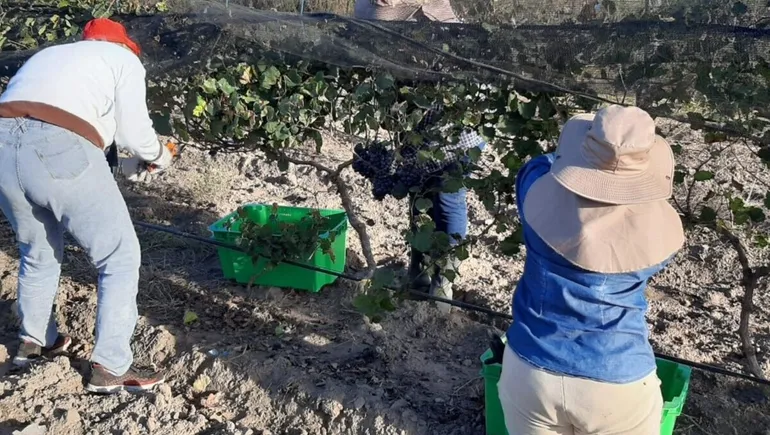 vinos-hechos-mujeres