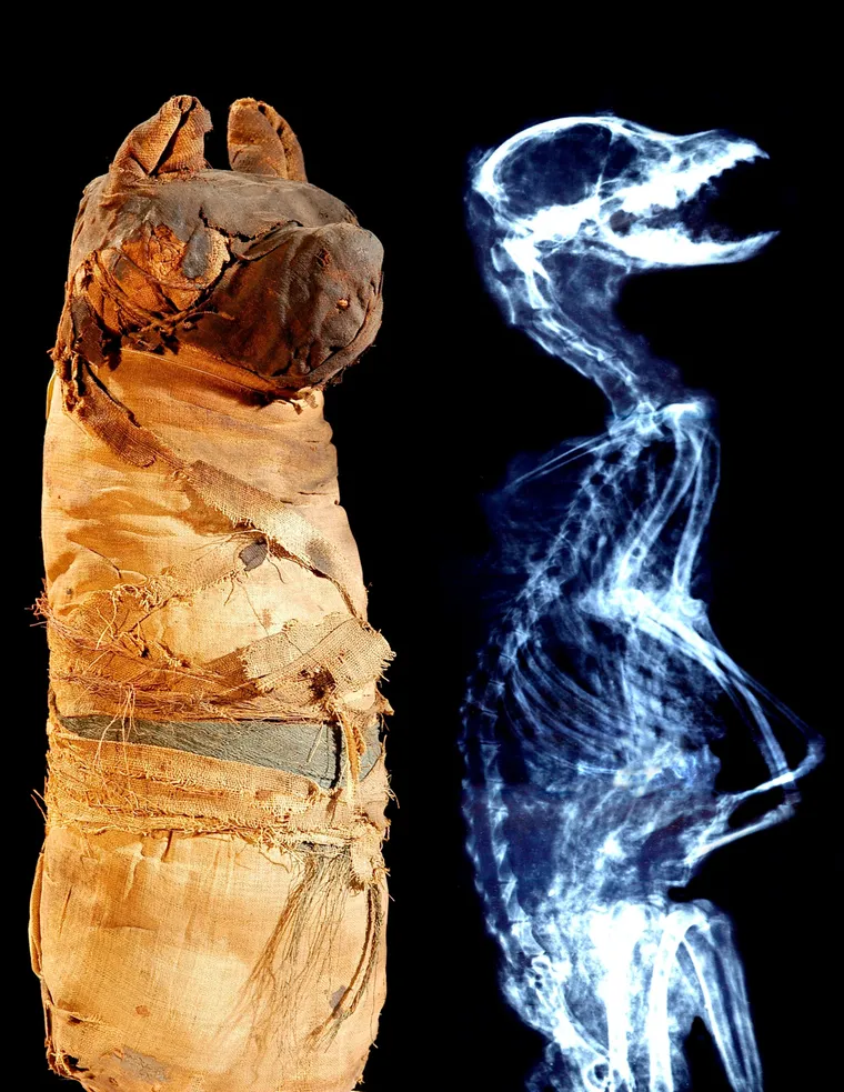 c0041580-mummifiedancientegyptiandogandx-ray