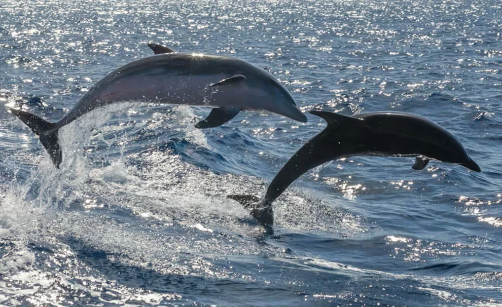 626adfd8435dfpng-QGE2J4UCCZDCNPFULOQ4KNTG6A