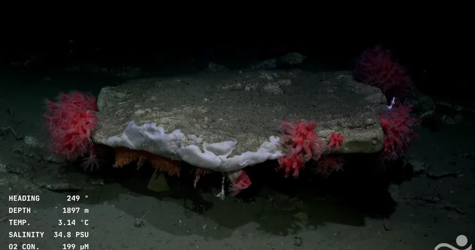 961886-captura-20de-20pantalla-202025-08-09-20115058