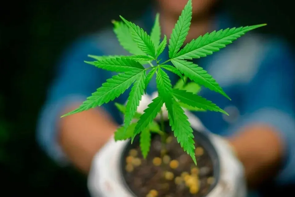 cannabis