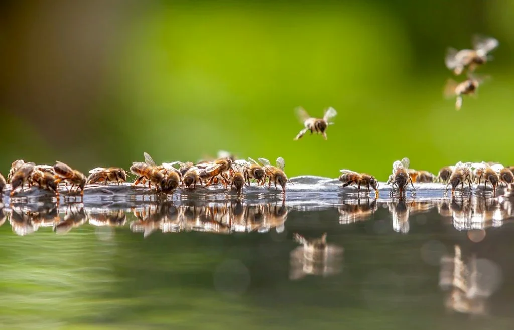 las-abejas-tambien-se-preparan-para-el-nino-que-hacen-los-apicultores-ante-las-lluvias-que-se-vienen-1791476949358_1024