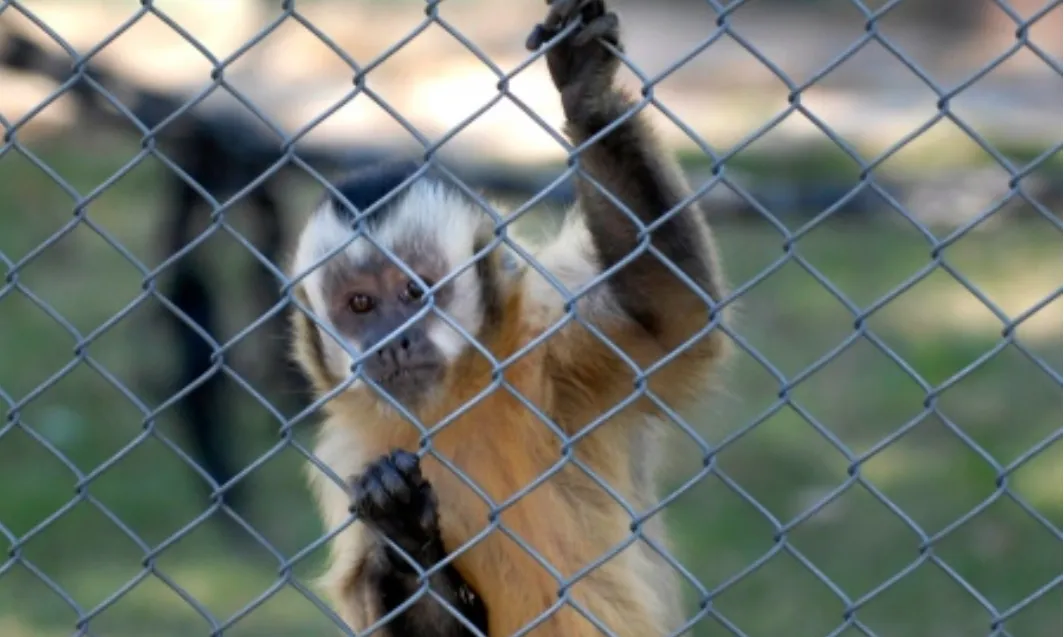 Opera Captura de pantalla_2025-07-21_215441_noticiasambientales.com