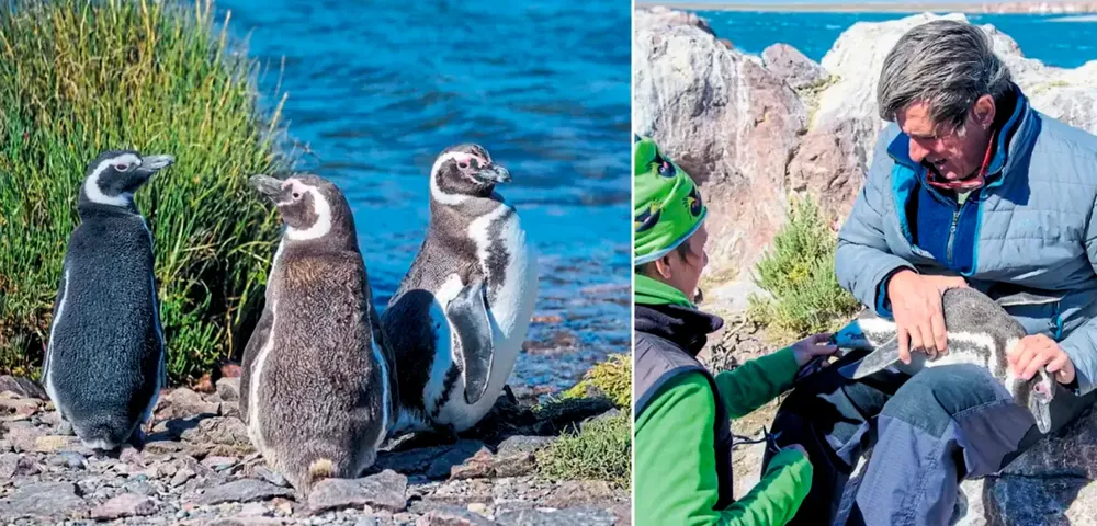 pinguinos-de-magallanes-esteban-frere
