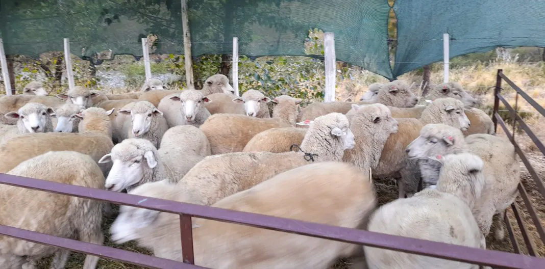 web-campana-de-contra-la-Sarna-Melofagosis-y-Pediculosis-de-ovinos_085022-1068x528