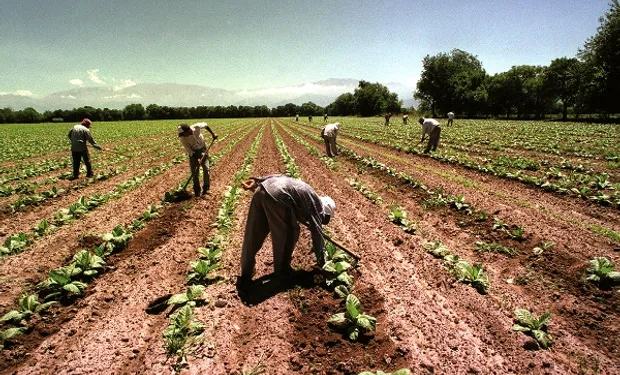 modalidades-contractuales-regimen-trabajo-agrario-196005