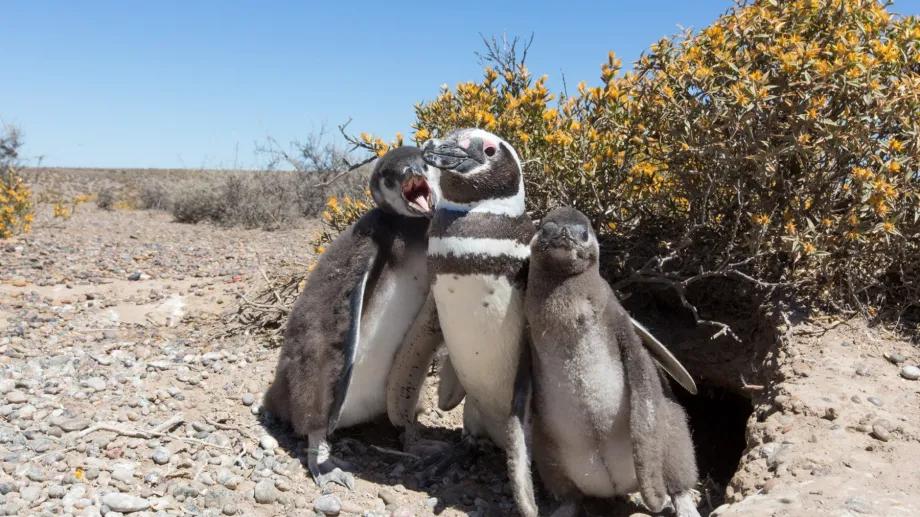 pinguinos-de-magallanes-2