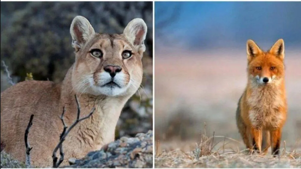 santa-fe-caza-1000x562