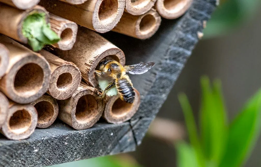las-abejas-tambien-se-preparan-para-el-nino-que-hacen-los-apicultores-ante-las-lluvias-que-se-vienen-1791476822683_1024