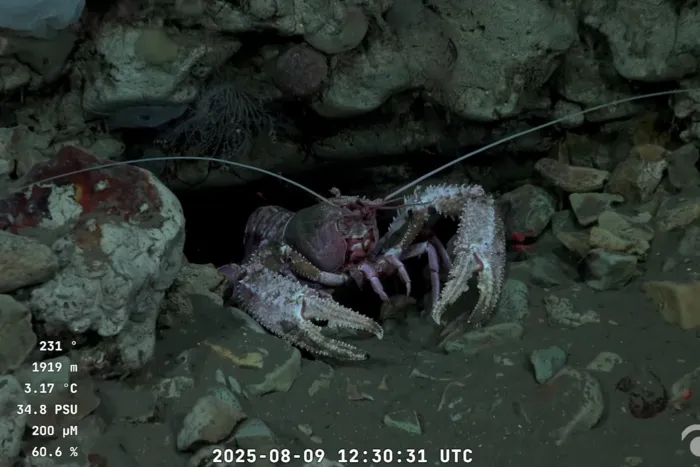 961886-captura-20de-20pantalla-202025-08-09-20115003