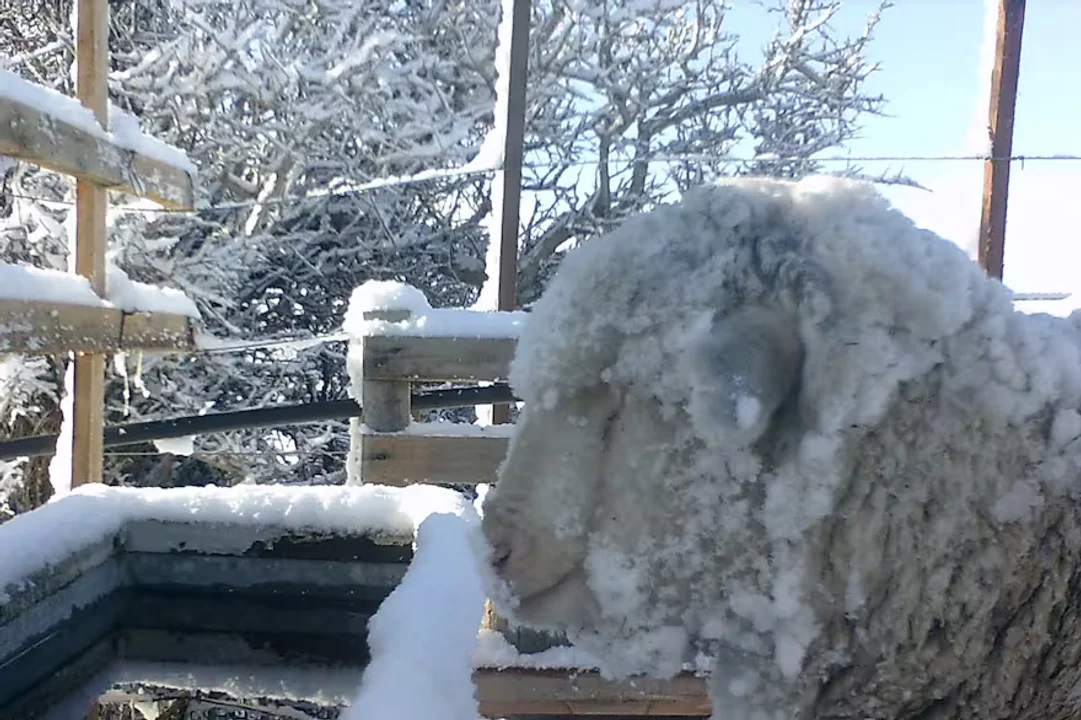 Obejas bebedero invierno 2