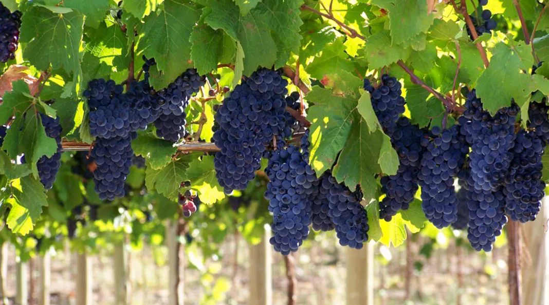 uvas-malbec
