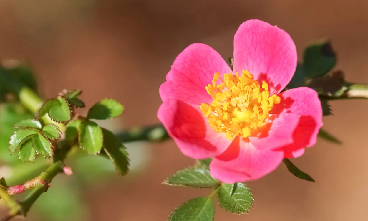 CUIDADO-DE-LA-ROSA-MOSQUETA--UNA-ROSA-SILVESTRE-DECORATIVA-CON-NUMEROSAS-ENERGiAS-1250x750