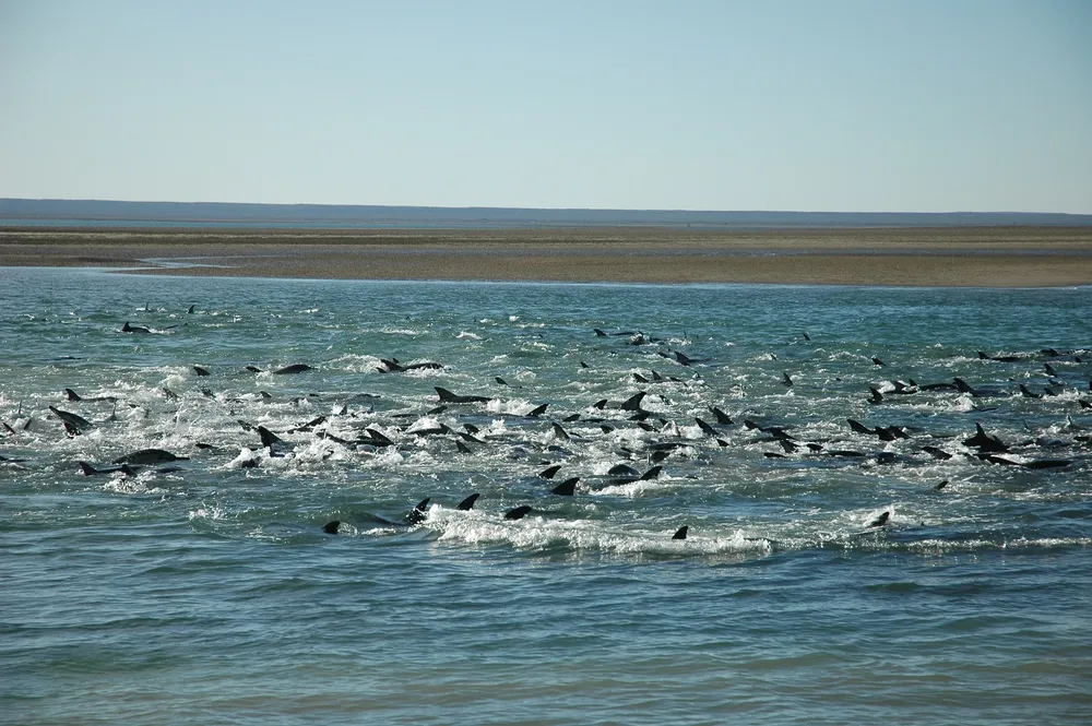 delfin-1